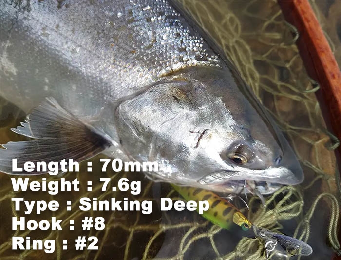 How many kinds of fishes can be caught by jigging? - 須崎市