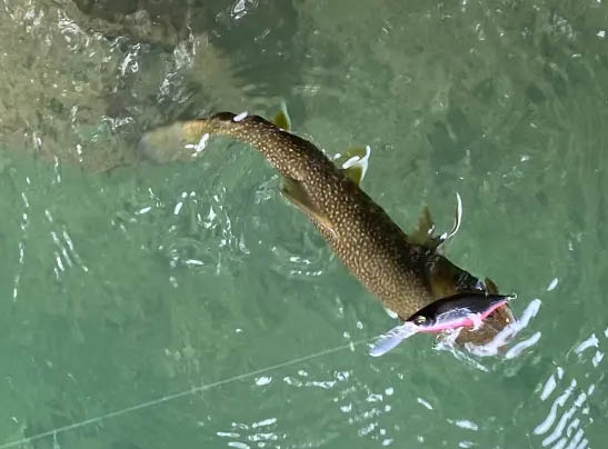 PLAT/bassday native trout mononofu d70s 029 in stock/trout