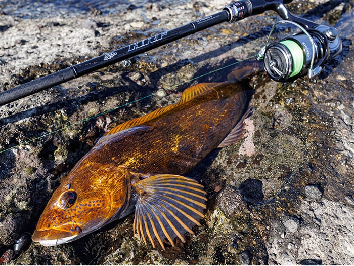 ダイワ　HRF SX-93MHB しょん PLAT/daiwa hrf sx 93mhb-Fishing Tackle Store-en