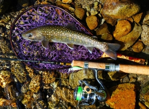 2024 Silver Creek Trad