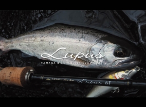 Lupus